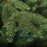 Искусственная елка Royal Christmas Delaware Deluxe 120см.